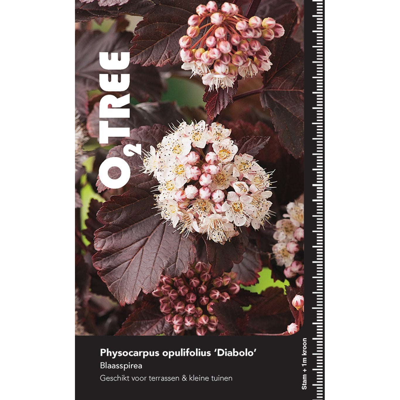 Smällspirea – Physocarpus opulifolius 'Diabolo' - C20 6/8 180 CM Stem